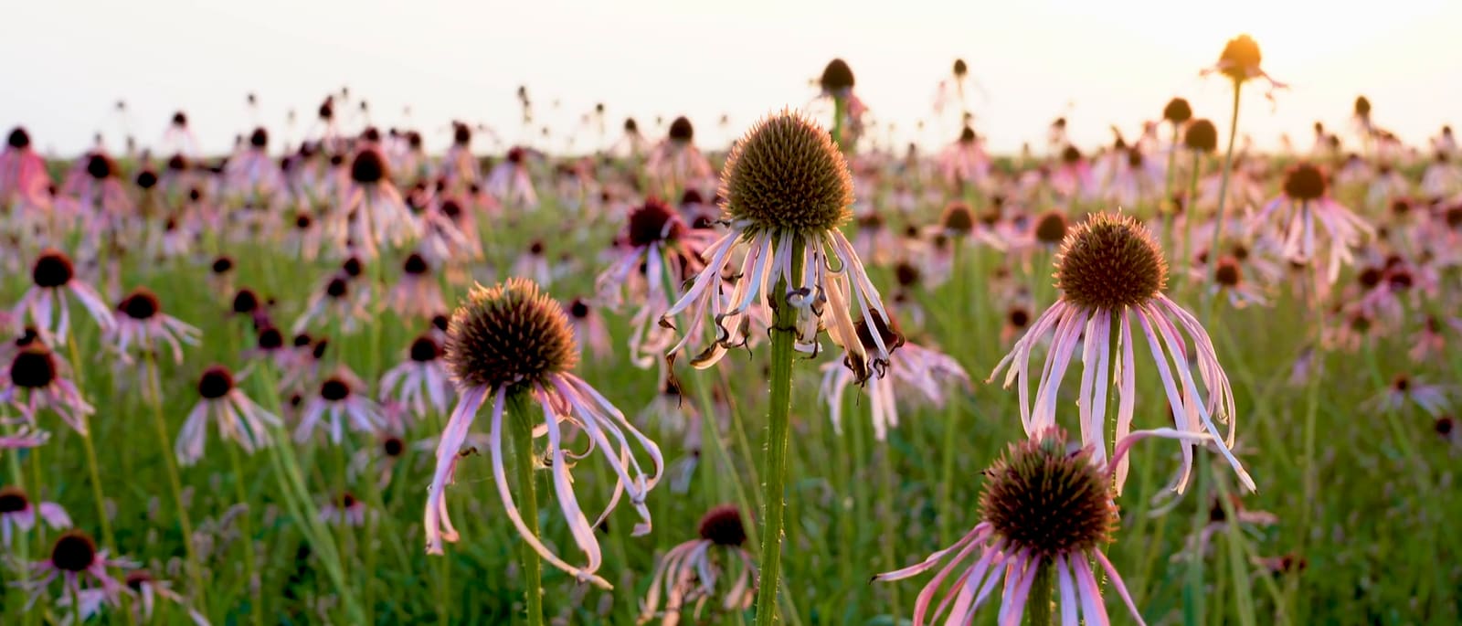 Purple coneflowers across a native seed field